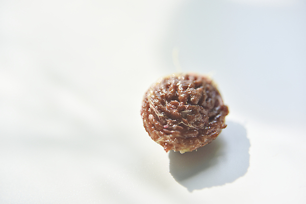 포토 JPG 해외이미지 나무 식물 미래 그림자 씨앗 사람없음 갈색 젖음 견과류 흰색 시골 작음 유기농 복숭아 살구 숙성 처음 핵심 해외포토 웰빙 컬러 컨셉 과일 크기 파일형식 이미지허브