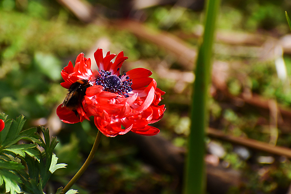 포토 JPG 해외이미지 식물 계절 공원 꽃 곤충 백그라운드 컨셉 밭 자연 사람없음 빨간색 초록색 노란색 환경 정원 봄 모임 닫기 벌레 작음 수분 묘사 생물학 꽃가루 꿀 내추럴 생태학 호박벌 생존 해외포토 동물 공공시설 교육 컬러 농업 모션 벌_곤충 크기 가루 생태계 파일형식 이미지허브
