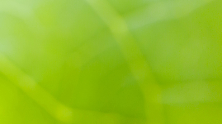 포토 JPG 해외이미지 나무 식물 템플릿 배너 계절 지구 백그라운드 잎 자연 벽지 추상 휴식 경사 사람없음 그래픽 초록색 여름 빛 햇빛 태양 환경 정원 봄 에너지 흰색 신선 매끈함 소프트포커스 질감 보케 부드러움 개발 바이오 블러 생태학 그리너리 효과 해외포토 자연요소 교육 컬러 컨셉 무늬 촬영기법 감각 생태계 파일형식 트랜드컬러 이미지허브