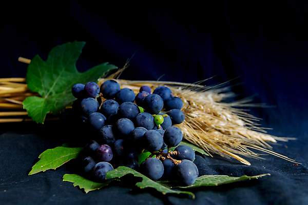 포토 JPG 해외이미지 종교 빵 백그라운드 포도 사람없음 컵 교회 와인 검은색 예수 영혼 밀 신성 성배 성찬식 성체 신앙심 해외포토 식기 음식 컬러 과일 종교건축 곡류 주류 건물 신_종교 파일형식 이미지허브