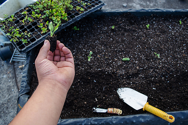 포토 JPG 해외이미지 나무 식물 여자 지구 어린이 잎 농업 채소 자연 함께함 관리 사람 성인 사람없음 야외 초록색 글로벌 환경 정원 흙 우정 성장 신선 잡기 도시 보호 에코 원예 생물학 먼지 시금치 모종 생태학 해외포토 교육 산업 컬러 컨셉 모션 취미 친구 생태계 파일형식 이미지허브