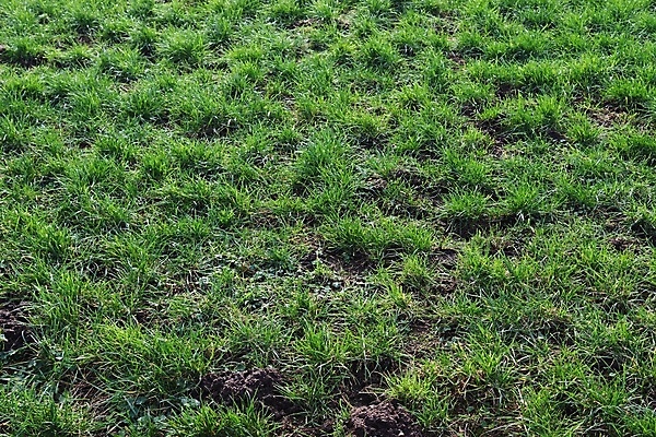 포토 JPG 해외이미지 식물 디자인 꽃 종이 벽 백그라운드 잎 패턴 밭 봄꽃 자연 벽지 표면 추상 잔디 사람없음 초록색 환경 정원 봄 회색 성장 신선 거친 닫기 허브 질감 내추럴 알레르기 그런지 옛날 채식주의자 해외포토 계절 컬러 무늬 농업 모션 질병 생태계 채식 파일형식 이미지허브