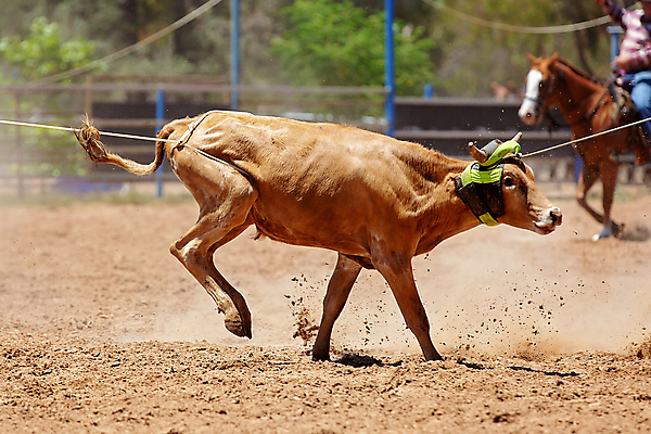 포토 JPG 해외이미지 동물 남자 밧줄 스포츠 포즈 모션 이벤트 사람없음 달리기 경쟁 경기장 공연 운전 잡기 거친 소 승마 카우보이 호주 승차 위험 속도 황소 먼지 목 로데오 송아지 라이더 서쪽 해외포토 줄 새끼 컨셉 포유류 스포츠시설 사람 신체부위 오세아니아 방향 파일형식 이미지허브