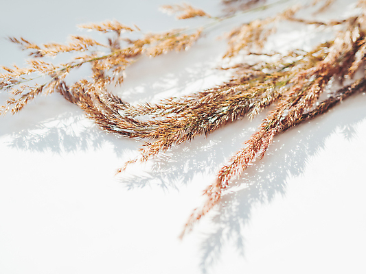 포토 JPG 해외이미지 식물 실내 사람없음 흰배경 마른잎 해외포토 백그라운드 잎 내부 흰색 파일형식 이미지허브