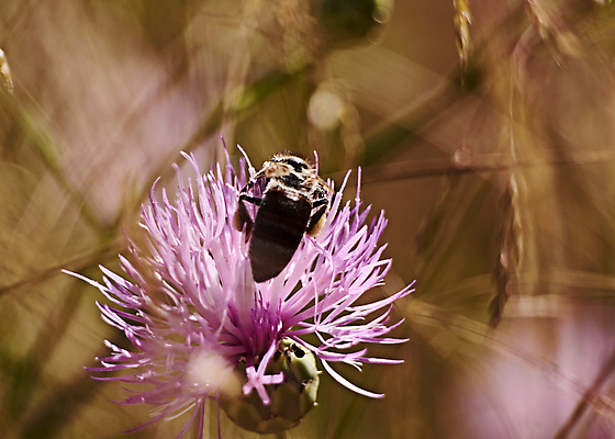 포토 JPG 해외이미지 식물 꽃 야생동물 분홍색 포즈 곤충 백그라운드 자연 사람없음 야외 공중 여름 노란색 바구니 환경 정원 봄 모임 벚꽃 흰색 신선 작업 황무지 수분 벌 수집 꽃가루 꿀 적재 꽃수술 생태학 아크로폴리스 해외포토 동물 계절 교육 컬러 가루 그리스 생태계 파일형식 이미지허브