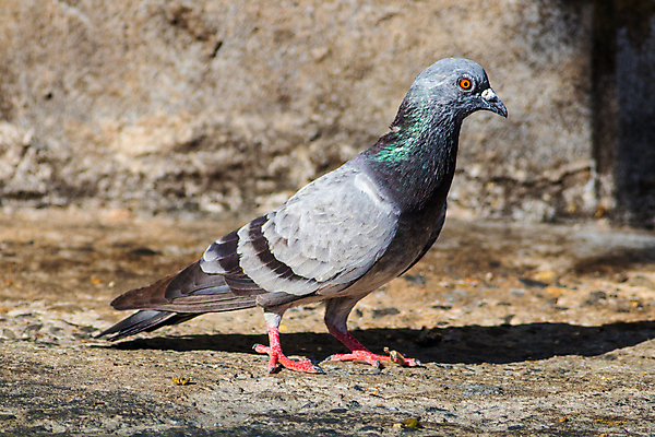 포토 JPG 해외이미지 동물 1 공원 야생동물 백그라운드 날개 자연 조류 거리 바닥 서기 사람없음 야외 회색 흰색 도시 닫기 깃털 비둘기 시멘트 땅바닥 해외포토 공공시설 컬러 모션 생태계 파일형식 이미지허브