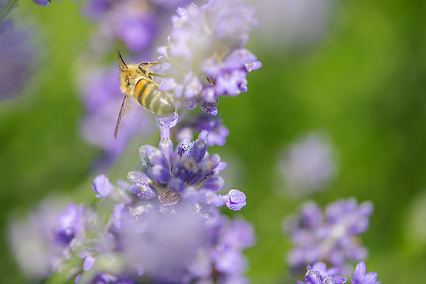 포토 JPG 해외이미지 식물 계절 꽃 음식 분홍색 곤충 백그라운드 꽃무늬 밭 자연 사람없음 야외 초록색 파란색 컬러풀 태양 뷰티 정원 보라색 봄 성장 벚꽃 신선 개화 닫기 수집 제비꽃 꿀 라벤더 내추럴 해외포토 자연요소 동물 컬러 무늬 농업 모션 허브 생태계 파일형식 이미지허브