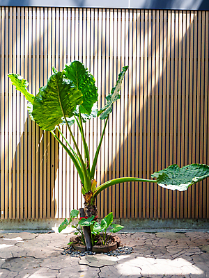 포토 JPG 해외이미지 나무 식물 디자인 벽 십자가 잎 패턴 곡선 자연 벽지 추상 숙이기 손바닥 그림자 사람없음 초록색 빛 햇빛 반사 환경 맑음 봄 성장 나뭇가지 소프트포커스 숲 질감 내추럴 양치류 효과 해외포토 손 계절 선 컬러 포즈 무늬 날씨 촬영기법 태양 생태계 파일형식 이미지허브