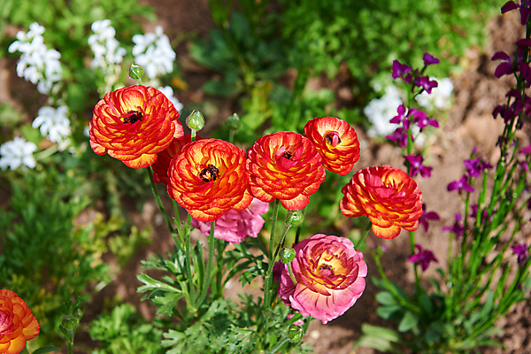 포토 JPG 해외이미지 꽃 행복 사람없음 야외 웹 튤립 냄새 붓꽃 해외포토 식물 감정 인터넷 파일형식 이미지허브