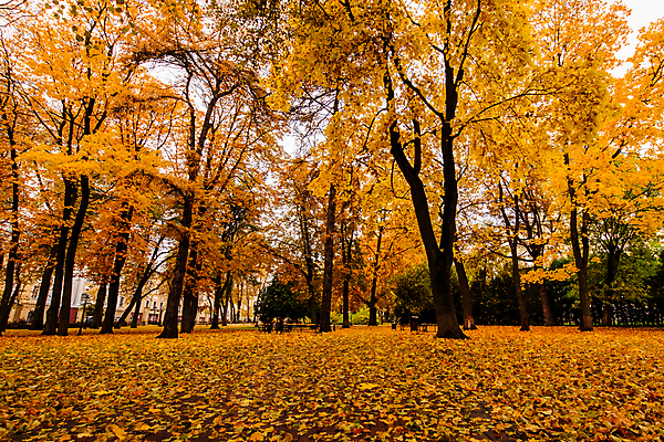 포토 JPG 해외이미지 주간 공원 단풍 낙엽 단풍나무 사람없음 야외 주황색 해외포토 자연요소 나무 공공시설 컬러 잎 파일형식 이미지허브