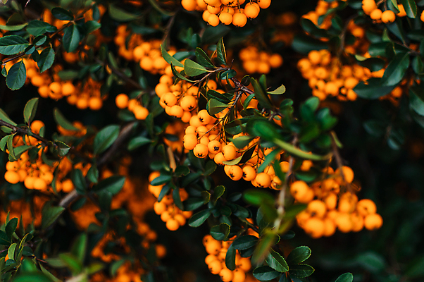 포토 JPG 해외이미지 나무 디자인 열매 사람없음 아웃포커스 해외포토 식물 촬영기법 파일형식 이미지허브