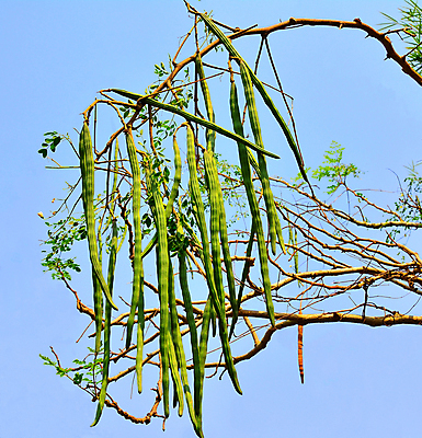 포토 JPG 해외이미지 나무 식물 음식 백그라운드 잎 농업 다이어트 채소 재료 자연 콩 건강 씨앗 사람없음 초록색 약 정원 흰색 신선 먹기 허브 유기농 내추럴 꼬투리 드럼스틱 칼슘 해외포토 웰빙 산업 컬러 의학 모션 곡류 생태계 파일형식 이미지허브