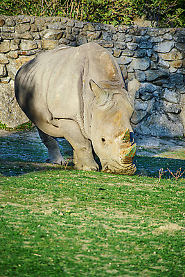 포토 JPG 해외이미지 공원 남자 야생동물 포유류 뿔 동물원 성인 사람없음 사파리 코뿔소 해외포토 동물 공공시설 사람 파일형식 이미지허브