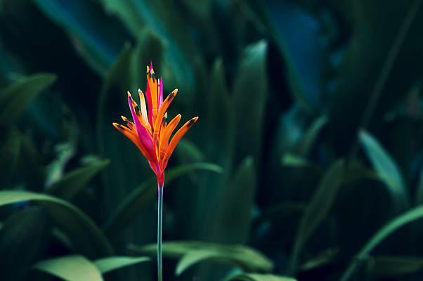 포토 JPG 해외이미지 나무 식물 디자인 계절 꽃 백그라운드 잎 꽃무늬 패턴 오렌지 자연 벽지 추상 손바닥 미술 사람없음 장식 초록색 여름 파란색 컬러풀 뷰티 노란색 정원 스파 어둠 봄 수확 성장 벚꽃 숲 묘사 질감 복고 내추럴 생태학 엘리먼트 이국적 해외포토 손 교육 컬러 무늬 농업 과일 문화예술 생태계 파일형식 이미지허브