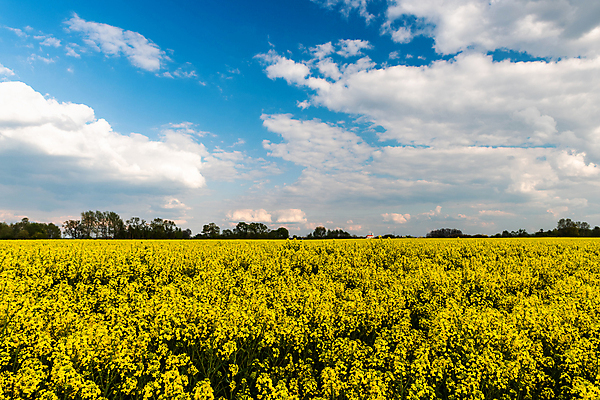 포토 JPG 해외이미지 꽃 밭 자연 하늘 사람없음 야외 초록색 농작물 농장 농경지 노란색 환경 맑음 봄 시골 유채 내추럴 밭일 생태학 카놀라 해외포토 식물 계절 교육 컬러 농업 날씨 생태계 파일형식 이미지허브