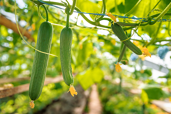 포토 JPG 해외이미지 식물 계절 꽃 음식 줄기 꽃무늬 밭 농업 채소 재료 자연 오이 건강 사람없음 초록색 농작물 농장 노란색 정원 봄 수확 성장 벚꽃 나뭇가지 시골 신선 작음 먹기 유기농 원예 날것 내추럴 밭일 온실 채식주의자 세련 해외포토 나무 웰빙 산업 컬러 무늬 모션 취미 크기 생태계 채식 파일형식 이미지허브