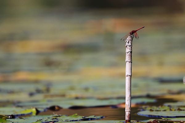 포토 JPG 해외이미지 동물 호수 야생동물 곤충 백그라운드 자연 종류 앉기 사람없음 가로 빨간색 초록색 물 환경 사진촬영 연못 벌레 잠자리 흉부 대나무 꼬리 서식지 내추럴 패드 남아프리카 해외포토 자연요소 나무 컬러 모션 아프리카 촬영 호흡기관 생태계 파일형식 이미지허브