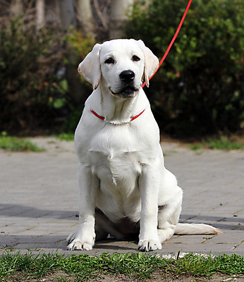 포토 JPG 해외이미지 응시 공원 행복 어린이 놀이 탁자 사람없음 반려동물 노란색 귀여움 기쁨 개 리트리버 달콤 강아지 래브라도리트리버 위치 창백 기르기 유래 해외포토 동물 시선 공공시설 감정 컬러 가구 컨셉 포유류 사람 맛 돌봄 파일형식 이미지허브