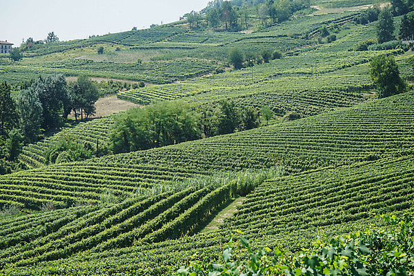 포토 JPG 해외이미지 나무 구름 유럽 여행 밭 농업 자연 포도 휴가 풍경 사람없음 야외 초록색 여행객 와인 이탈리아 성장 농촌 시골 언덕 조경 포도밭 일렬 포도나무 산기슭 내추럴 양조장 줄서기 해외포토 자연요소 식물 나라 산업 컬러 과일 모션 산 주류 사람 과일나무 생태계 파일형식 이미지허브