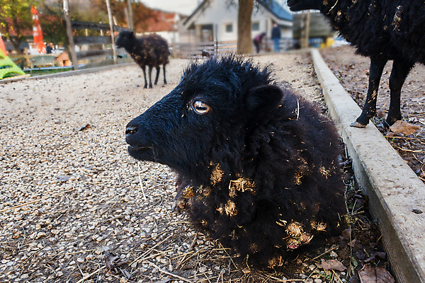 포토 JPG 해외이미지 동물 포유류 자연 사람없음 야외 검은색 양 작음 꼬리 양고기 기르기 램 이국적 해외포토 컬러 육류 크기 생태계 돌봄 파일형식 이미지허브