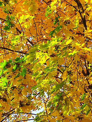 포토 JPG 해외이미지 나무 식물 계절 공원 백그라운드 단풍 잎 패턴 자연 추상 사람없음 초록색 컬러풀 뷰티 노란색 덮개 황금 숲 9월 11월 질감 장면 10월 내추럴 해외포토 공공시설 컬러 무늬 뚜껑 날짜 생태계 파일형식 이미지허브