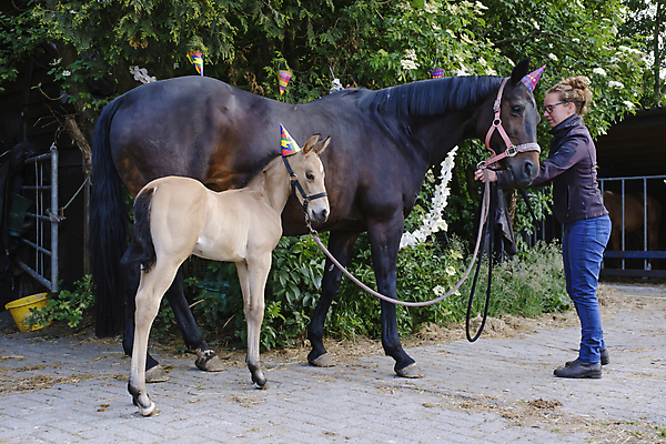 포토 JPG 해외이미지 나무 동물 응시 공원 문화 포즈 잎 자연 엄마 휴가 따뜻함 한명 풍경 야외 장식 빛 농장 갈색 노란색 파티 머리 검은색 축제 축하 내추럴 망아지 기르기 돌봄 지능 해외포토 식물 1 시선 공공시설 새끼 컬러 컨셉 농업 가족 모션 사람 이벤트 신체부위 말_동물 생태계 파일형식 이미지허브