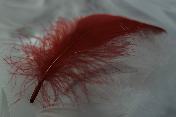 포토 JPG 해외이미지 디자인 백그라운드 패턴 미술 사람없음 가로 빨간색 흰색 우아함 매끈함 순수 깃털 묘사 오브젝트 질감 부드러움 내추럴 거짓말 취급주의 해외포토 컬러 컨셉 무늬 문화예술 경고 감각 파일형식 이미지허브