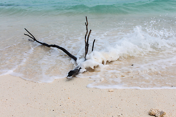 포토 JPG 해외이미지 나무 모래 파도 바다 자연 하늘 휴가 사람없음 야외 목재 물 파란색 젖음 흰색 나뭇가지 죽음 뜨거움 떨어짐 자르기 해외포토 자연요소 식물 컬러 컨셉 재료 모션 생태계 파일형식 이미지허브