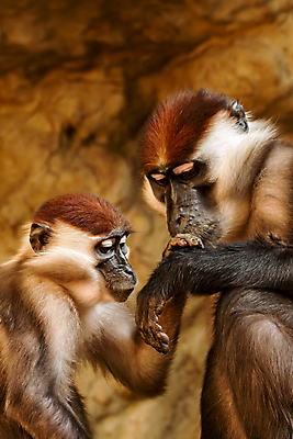 포토 JPG 해외이미지 동물 남자 얼굴 야생동물 포유류 아프리카 자연 수염 털 동물원 사랑 사람없음 빨간색 컬러풀 갈색 노란색 머리 원숭이 만족 코 이국적 해외포토 감정 나라 컬러 사람 신체부위 생태계 파일형식 이미지허브