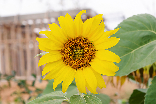 포토 JPG 해외이미지 모양 식물 꽃잎 꽃 백그라운드 잎 꽃무늬 밭 농업 자연 하늘 해바라기 씨앗 풍경 사람없음 초록색 여름 농작물 컬러풀 햇빛 태양 뷰티 농장 노란색 머리 우주 맑음 검은색 활발 성장 벚꽃 신선 원형 개화 닫기 싱글 꽃가루 내추럴 꽃수술 밭일 해외포토 자연요소 도형 계절 산업 컬러 컨셉 무늬 모션 날씨 신체부위 가루 생태계 파일형식 이미지허브