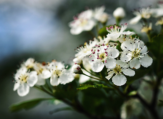 포토 JPG 해외이미지 나무 식물 꽃잎 꽃 백그라운드 잎 자연 사람없음 초록색 약 정원 봄 벚꽃 흰색 나뭇가지 약초 5월 허브 내추럴 꽃수술 해외포토 계절 컬러 의학 풀_식물 날짜 생태계 파일형식 이미지허브
