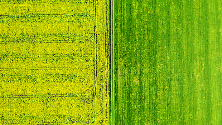 포토 JPG 해외이미지 나무 식물 유럽 백그라운드 밭 농업 자연 하늘 안테나 씨앗 사람없음 초록색 농작물 농장 노란색 봄 수확 시골 개화 정상 땅 시리얼 밀 유채 질감 땅바닥 바이오 방법 밭일 불가리아 해외포토 계절 꽃 나라 산업 음식 컬러 통신 곡류 바닥 생태계 파일형식 남유럽 이미지허브