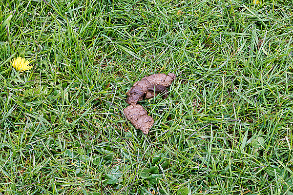 포토 JPG 해외이미지 백그라운드 거리 사람없음 갈색 노란색 황금 개 지저분함 야간 오브젝트 싱글 냄새 슛 불쾌함 해외포토 자연요소 감정 컬러 포유류 감각 파일형식 이미지허브