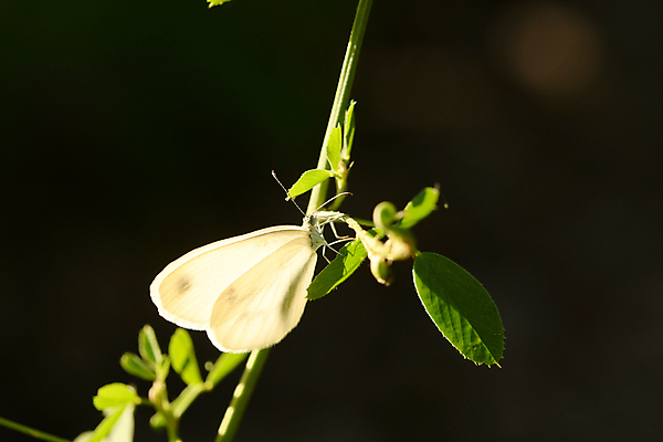 포토 JPG 해외이미지 동물 나비 곤충 자연 사람없음 해외포토 생태계 파일형식 이미지허브