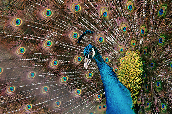 포토 JPG 해외이미지 동물 남자 야생동물 백그라운드 패턴 자연 조류 사람없음 장식 초록색 파란색 컬러풀 뷰티 머리 활발 펼침 의식 우아함 공작 깃털 묘사 즐거움 질감 꼬리 부리 번짐 보여주기 동물상 터키석 해외포토 감정 컬러 컨셉 무늬 모션 사람 신체부위 조형물 보석 생태계 파일형식 효과 이미지허브