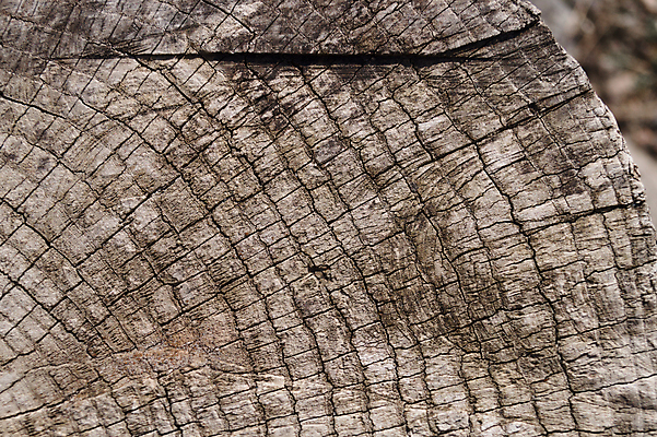 포토 JPG 해외이미지 나무 디자인 벽 백그라운드 패턴 자연 벽지 표면 날씨 추상 사람없음 목재 장식 울타리 갈색 어둠 손상 회색 수확 골동품 시골 판넬 거친 균열 널 낟알 묘사 질감 복고 내추럴 그런지 엘리먼트 옛날 중고 노화 해외포토 식물 컬러 컨셉 무늬 농업 재료 모션 담장 생태계 파일형식 이미지허브