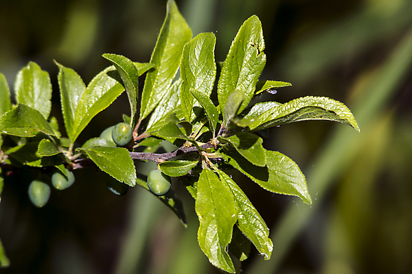 포토 JPG 해외이미지 나무 식물 열매 음식 잎 과일 자연 사람없음 야외 초록색 여름 파란색 가을 나뭇가지 가시 맛 약초 관목 유기농 내추럴 숙성 많음 해외포토 웰빙 계절 컬러 컨셉 풀_식물 생태계 파일형식 이미지허브
