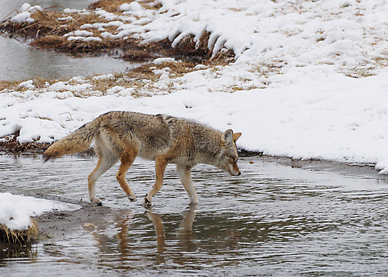 포토 JPG 해외이미지 동물 공원 야생동물 컨셉 북아메리카 겨울 포유류 자연 산 국립공원 사람없음 미국 황무지 육식동물 북쪽 와이오밍 전국 눈내림 로키산맥 해외포토 계절 공공시설 눈_날씨 아메리카 방향 생태계 파일형식 이미지허브