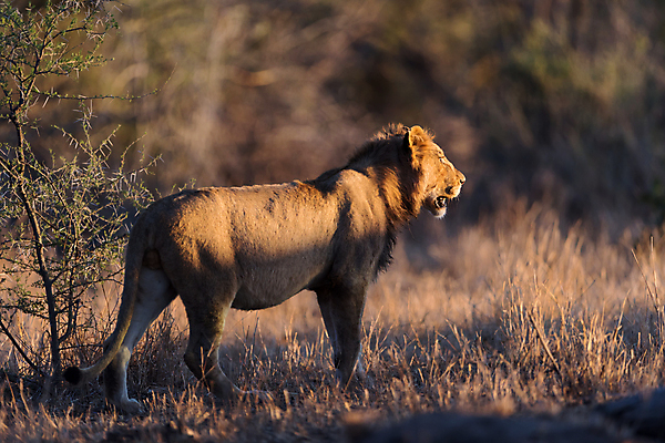 포토 JPG 해외이미지 동물 응시 남자 야생동물 포유류 아프리카 자연 아침 털 사람없음 야외 빛 환경 고양이 사막 황무지 보호 위험 사자 큼 사파리 육식동물 갈기 사냥꾼 사자자리 남쪽 내추럴 동물상 칼라하리 힘찬 해외포토 주간 직업 시선 나라 컨셉 사람 반려동물 조형물 별자리 크기 방향 생태계 파일형식 이미지허브