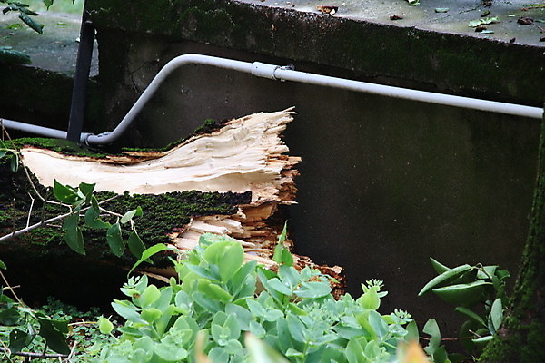포토 JPG 해외이미지 나무 자연 바람 사람없음 야외 초록색 손상 나뭇가지 닫기 파편 위험 사건 폭풍 잡동사니 다리찢기 깨짐 단절 폭풍우 허리케인 해외포토 자연요소 식물 컬러 컨셉 모션 날씨 비_날씨 자연재해 생태계 파일형식 이미지허브