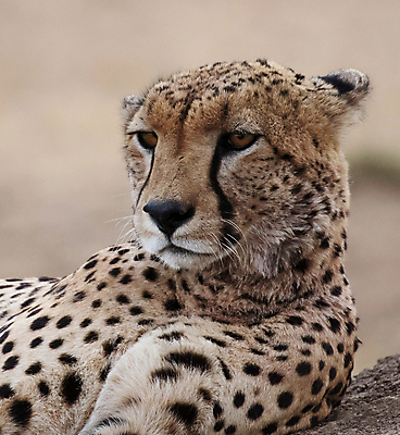 포토 JPG 해외이미지 야생동물 여행 사람없음 해외포토 동물 파일형식 이미지허브