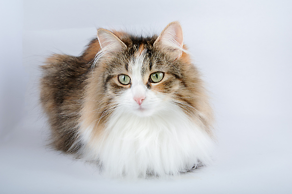 포토 JPG 해외이미지 동물 여자 패턴 자연 앉기 사람없음 빨간색 초록색 반려동물 컬러풀 뷰티 검은색 고양이 흰색 정직 삼색 해외포토 컬러 무늬 포유류 모션 사람 생태계 파일형식 이미지허브