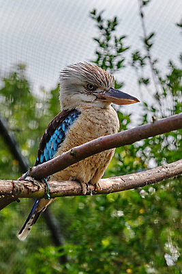 포토 JPG 해외이미지 나무 동물 야생동물 상징 백그라운드 날개 자연 조류 웃음 앉기 사람없음 야외 파란색 컬러풀 검은색 바위 나뭇가지 황무지 보호 숲 큼 깃털 묘사 부리 영토 육식동물 색동 잭 내추럴 물총새 해외포토 식물 컬러 컨셉 모션 표정 돌_바위 크기 생태계 파일형식 이미지허브