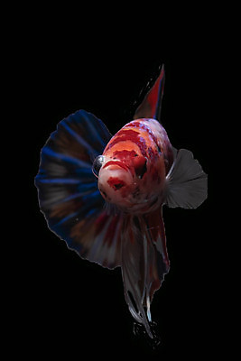 포토 JPG 해외이미지 동물 파도 백그라운드 이동 오렌지 모션 태국 자연 벽지 불 어류 미술 사람없음 장식 물 파란색 반려동물 컬러풀 뷰티 검은색 수중 수영 희망 힘 흰색 고급 우아함 꼬리 싸움 지느러미 수족관 강렬 고립 공격적 멀티 이국적 해외포토 자연요소 감정 아시아 바다 컬러 컨셉 과일 문화예술 수중동물 수상스포츠 생태계 파일형식 이미지허브