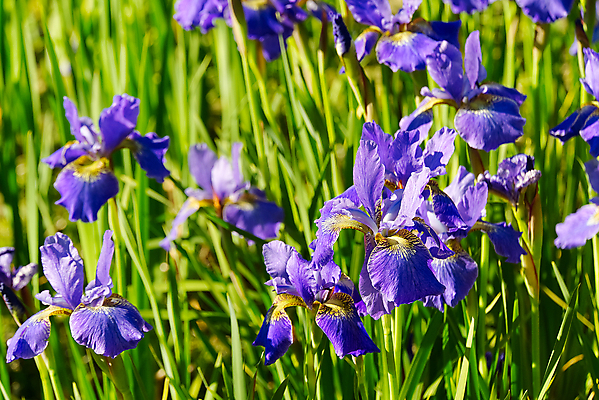 포토 JPG 해외이미지 식물 계절 공원 꽃잎 꽃 줄기 꽃다발 백그라운드 잎 꽃무늬 밭 자연 사람없음 야외 장식 초록색 파란색 햇빛 뷰티 노란색 정원 보라색 봄 활발 성장 벚꽃 흰색 신선 개화 닫기 다발 제비꽃 묘사 붓꽃 내추럴 해외포토 공공시설 컬러 컨셉 무늬 농업 모션 태양 생태계 파일형식 이미지허브