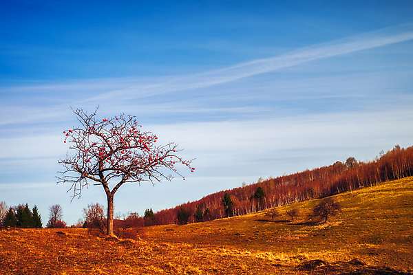 포토 JPG 해외이미지 주간 구름 단풍 하늘 단풍나무 사람없음 야외 가을풍경 숲 루마니아 해외포토 자연요소 나무 유럽 잎 풍경 파일형식 가을_계절 이미지허브