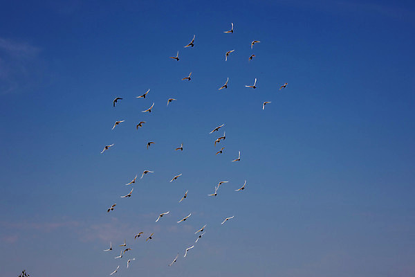 포토 JPG 해외이미지 동물 구름 도로 백그라운드 날개 자연 하늘 사람없음 여름 파란색 자유 흰색 도착 출발 질감 비둘기 부리 동물상 해외포토 자연요소 계절 길 컬러 컨셉 교통시설 조류 조형물 생태계 파일형식 이미지허브