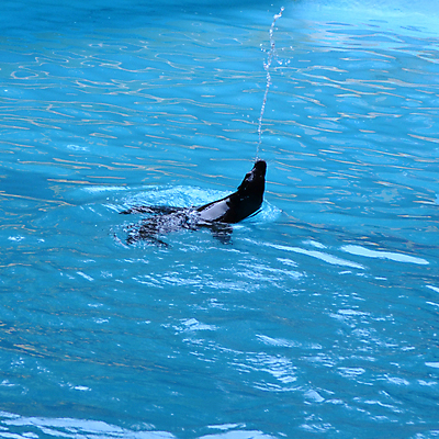 포토 JPG 해외이미지 동물 야생동물 바다 섬 여행 장난 포유류 자연 놀이 사랑 사람없음 야외 물 파란색 태양 수중 수영 사자 물개 아래 캘리포니아 갈라파고스 해외포토 자연요소 감정 컬러 미국 바다동물 수상스포츠 방향 생태계 위치 에콰도르 파일형식 이미지허브