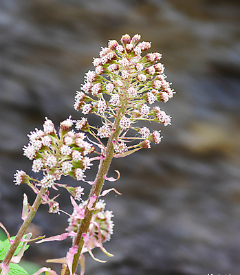 포토 JPG 해외이미지 나무 식물 공원 꽃잎 꽃 음식 잎 밭 농업 자연 하늘 잔디 사람없음 야외 초록색 물 빛 농작물 강 농장 환경 정원 봄 성장 벚꽃 시골 신선 개화 허브 원예 내추럴 온실 해외포토 자연요소 계절 공공시설 산업 컬러 취미 생태계 파일형식 이미지허브