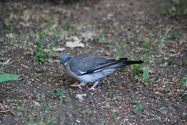 포토 JPG 해외이미지 동물 음식 백그라운드 밭 인터넷 비즈니스 조류 건강 서기 사람 앉기 소년 사람없음 야외 초록색 갈색 걷기 고양이 방 회색 업무 작음 먹기 부리 먼지 고립 땅바닥 해외포토 남자 어린이 컬러 농업 포유류 모션 바닥 반려동물 작업 크기 파일형식 이미지허브